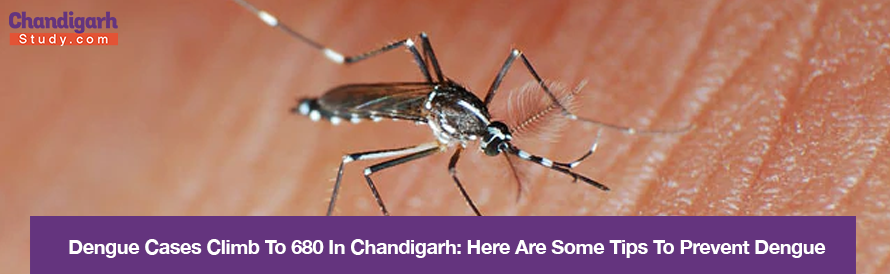 Dengue Cases Climb To 680 In Chandigarh: Here Are Some Tips To Prevent Dengue