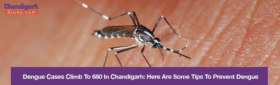 Dengue Cases Climb To 680 In Chandigarh: Here Are Some Tips To Prevent Dengue